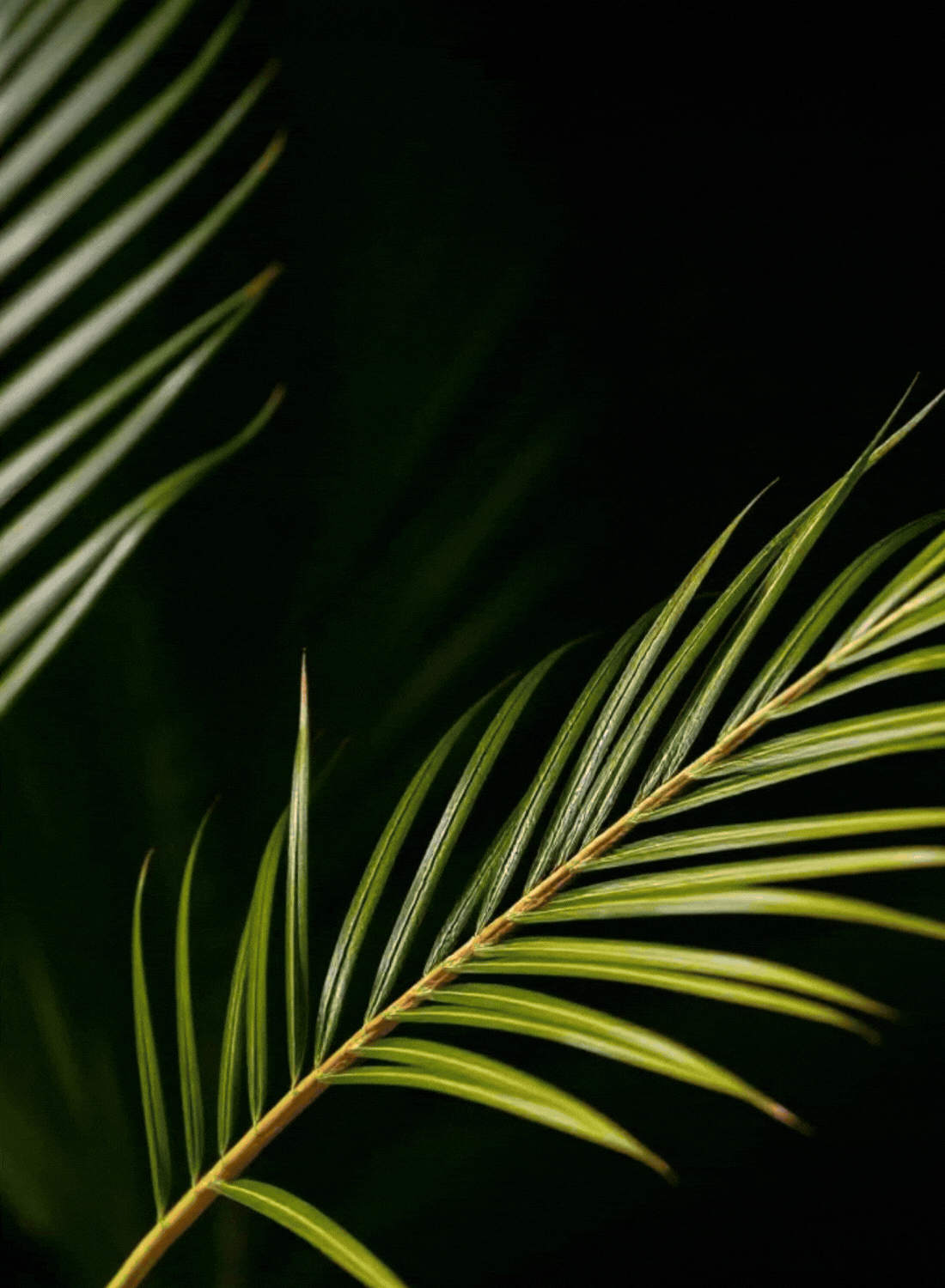 Cuidado Personal Natural